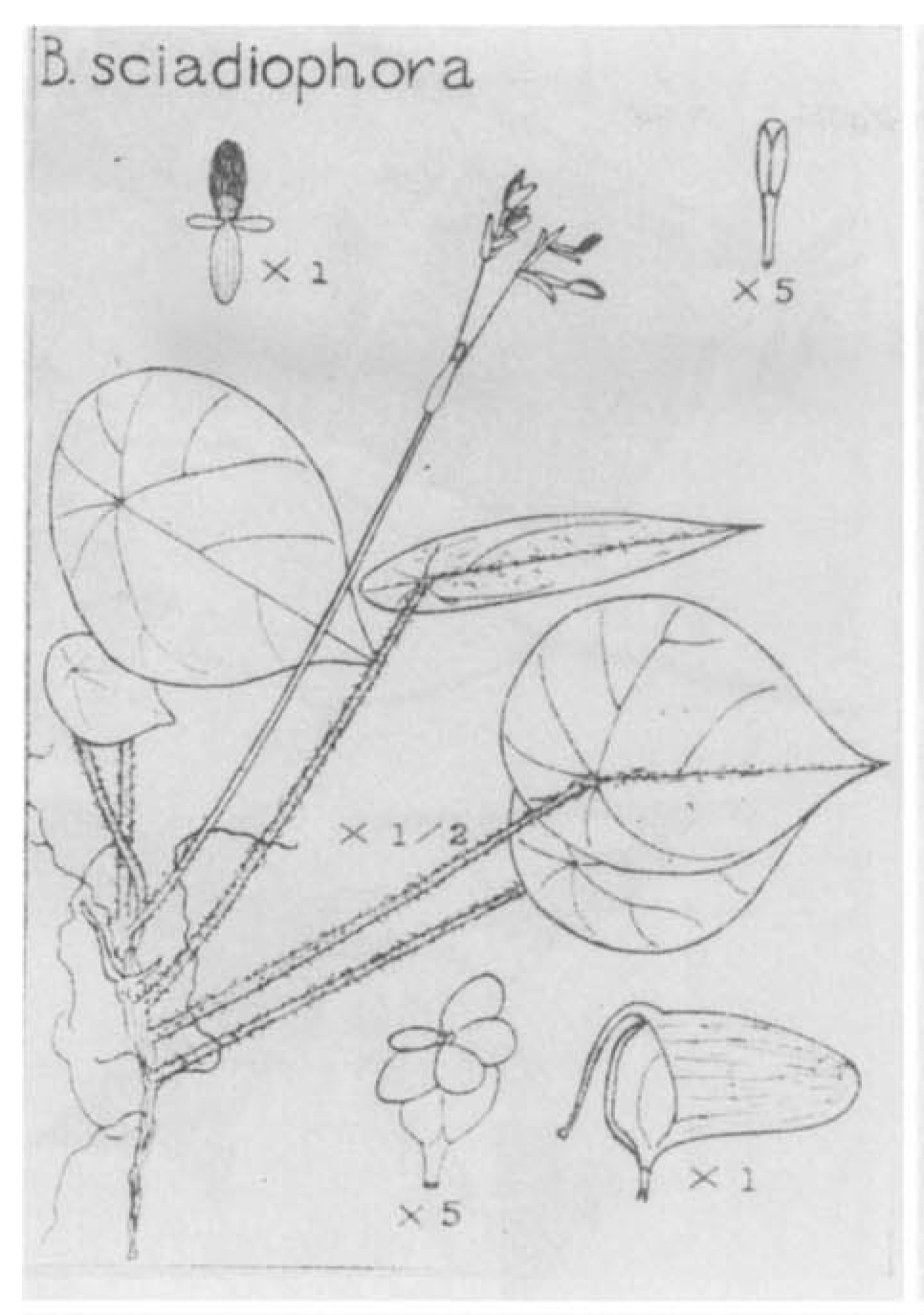 B. sciadophora